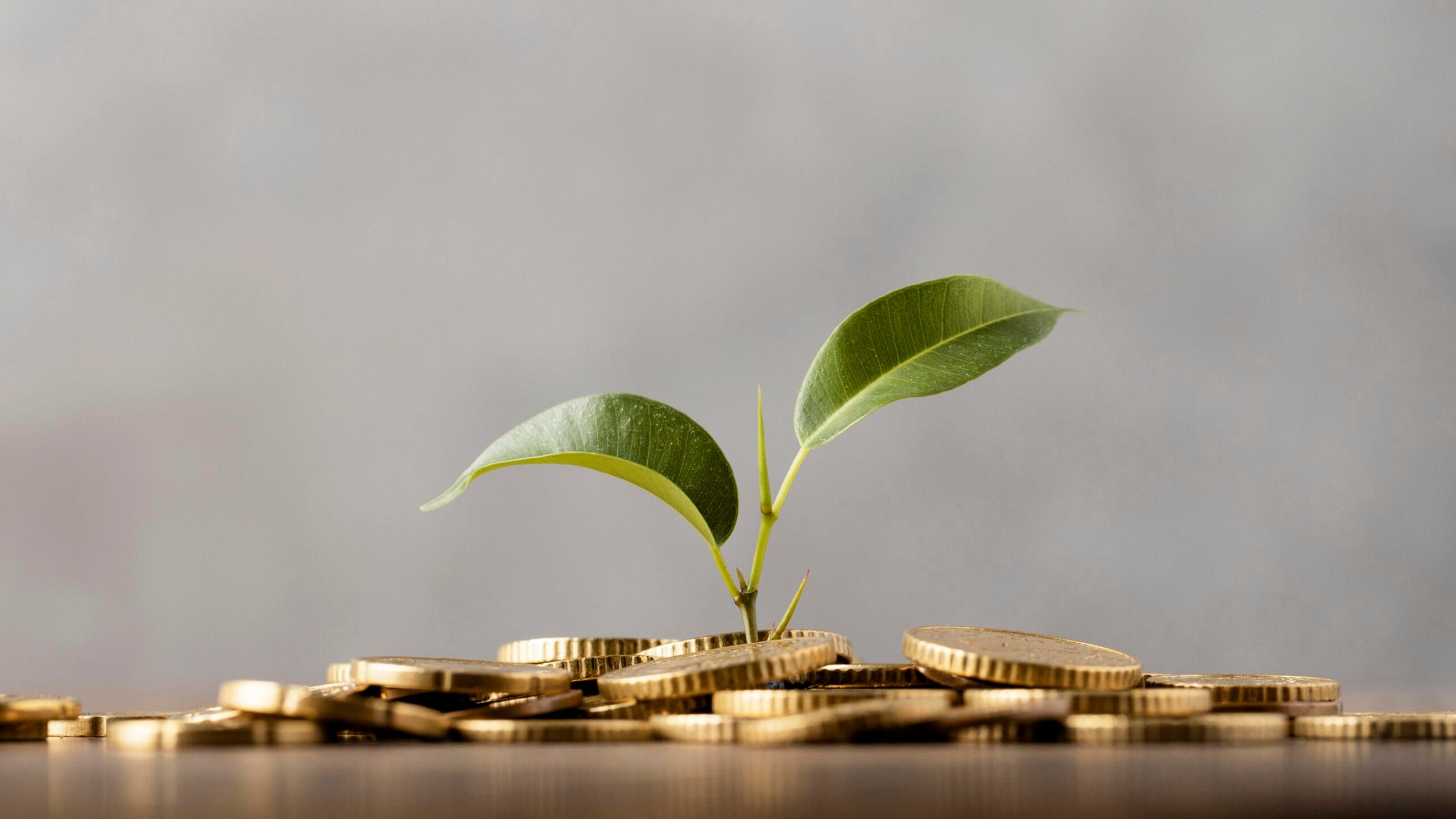 Innovationsprogramm für Geschäftsmodelle und Pionierlösungen